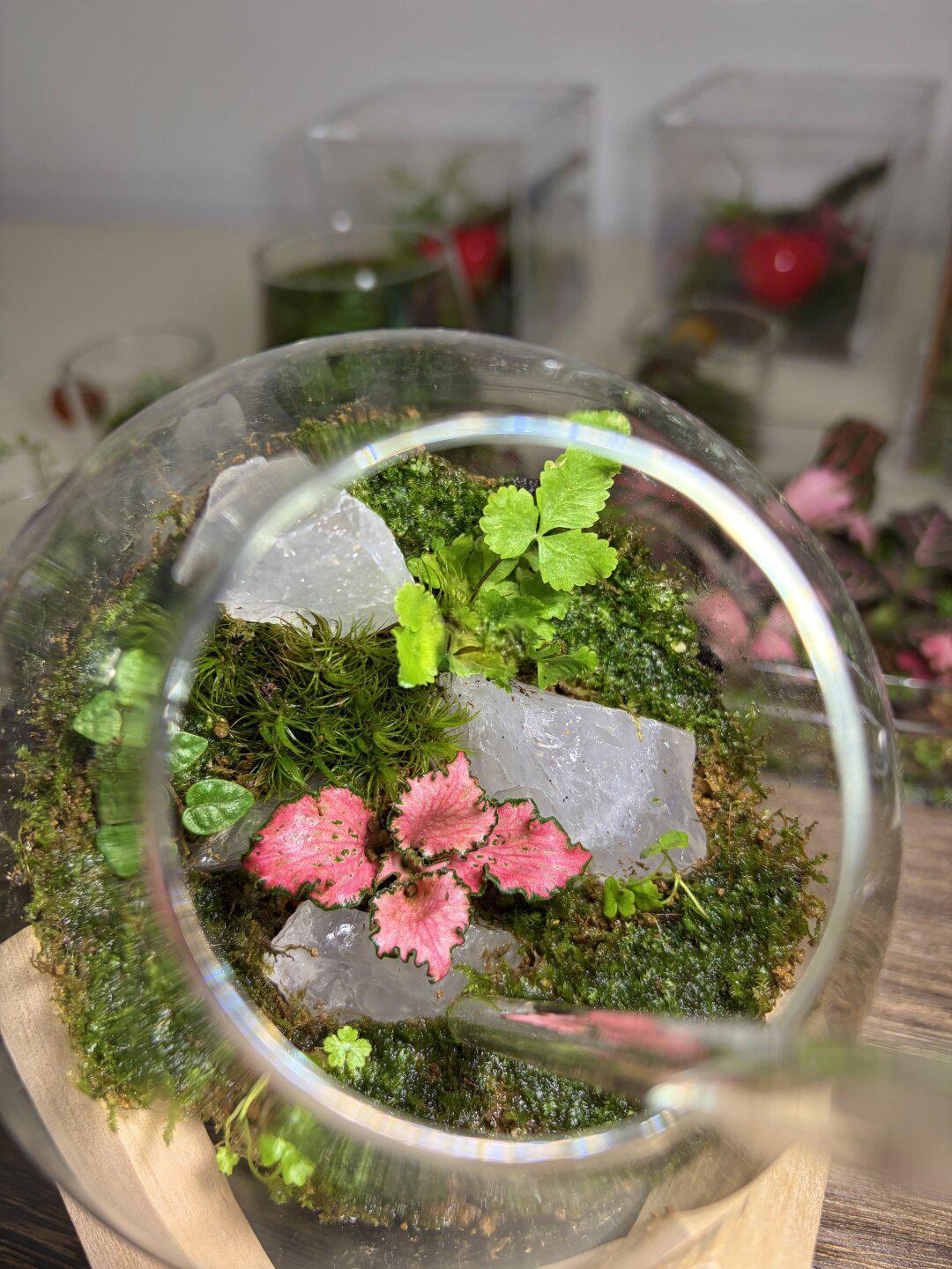 🌿0失败!苔藓微景观教程