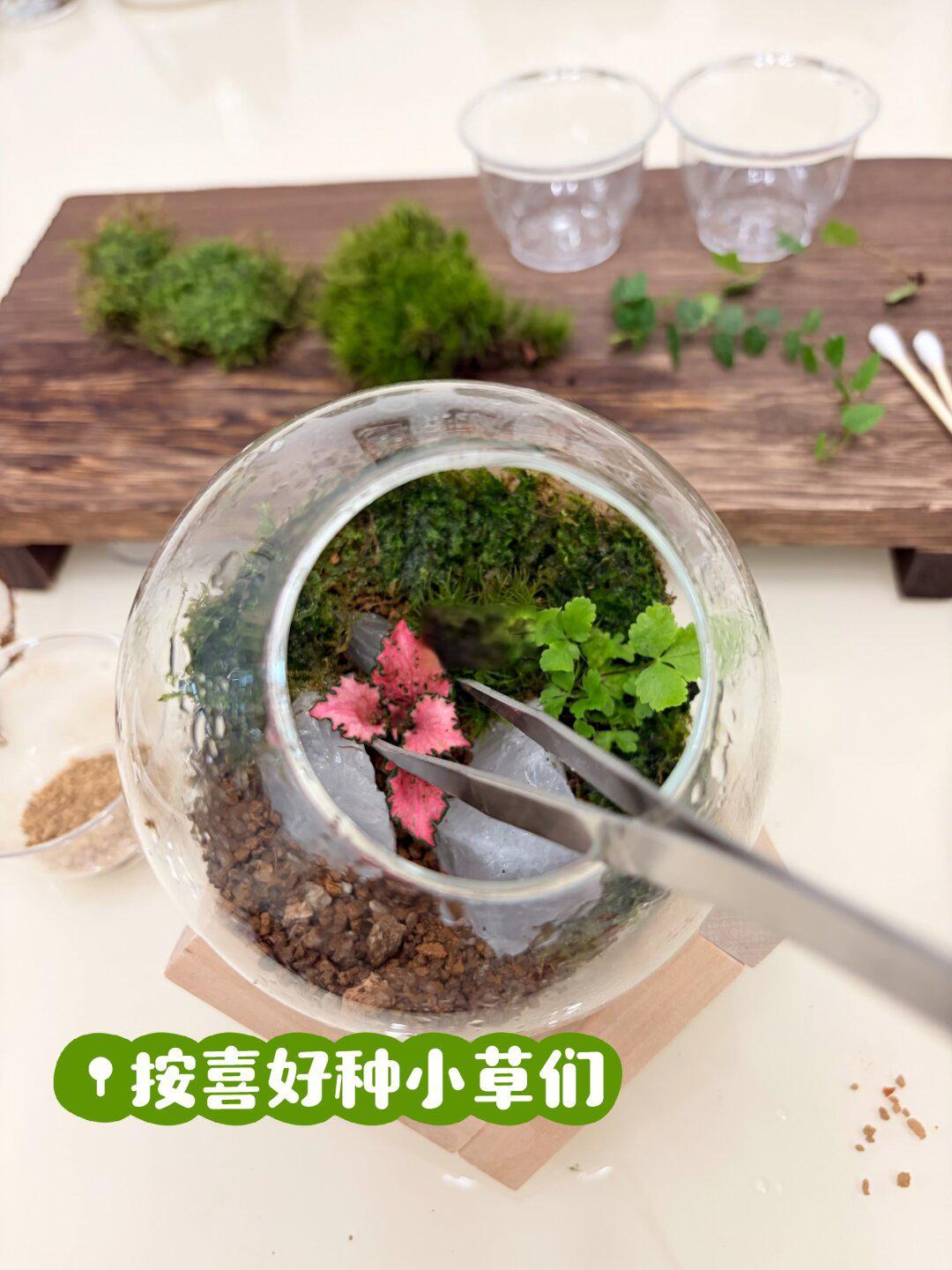 🌿0失败!苔藓微景观教程