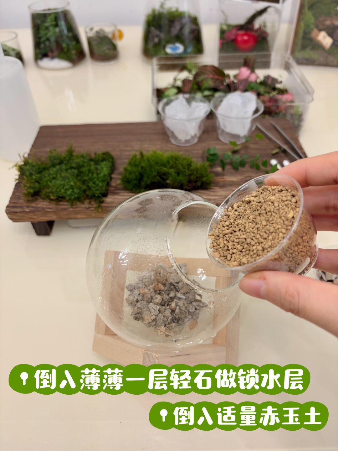 🌿0失败!苔藓微景观教程
