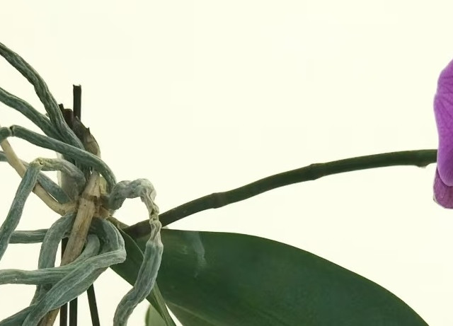 北京一女子蝴蝶兰“架着养开花”，根美花美，网友：造型太奇特！