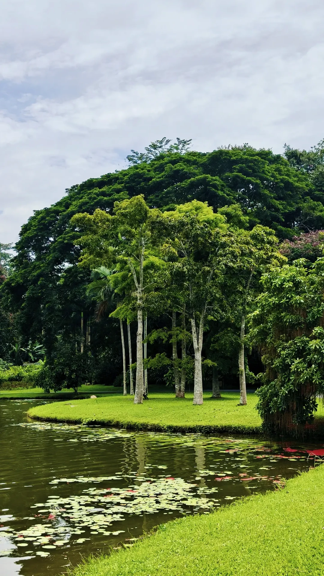 🌳西双版纳中科院植物园怎么玩怎么拍~