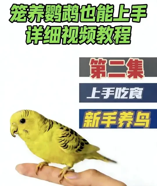 虎皮鹦鹉养不熟、不上手怎么办？
新鸟到家从控食开始训练，这是亲人上手第二集，教你用控食的方法让笼养虎皮主动上手～
全程无强迫，新手也能轻松操作，跟着步骤来，你的虎皮也能变成粘人精！ 
#虎皮训练 #鹦鹉训练 #鹦鹉亲人 #虎皮鹦鹉 #真实生活分享