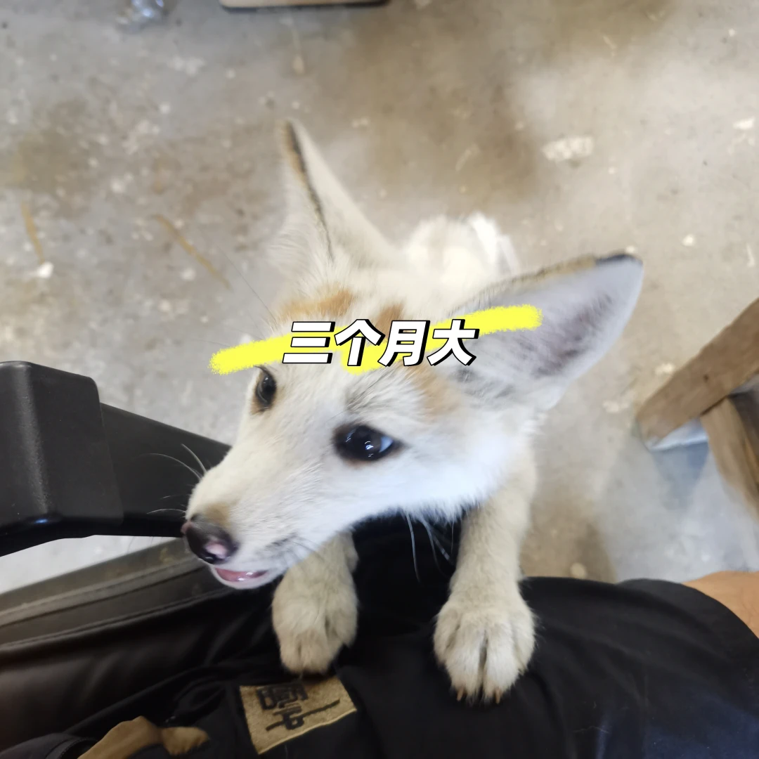 宠物狐狸的曲折历程