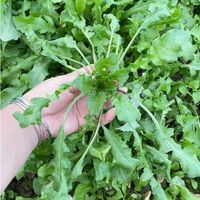 蒲公英和荠菜,哪个更好吃?