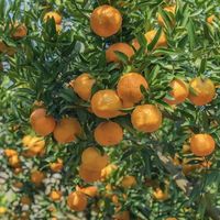 “报恩果”，一枚善良的蒲江耙耙柑