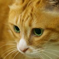 猫咪眼屎多、泪痕重?试试这些低油低盐优质猫粮!