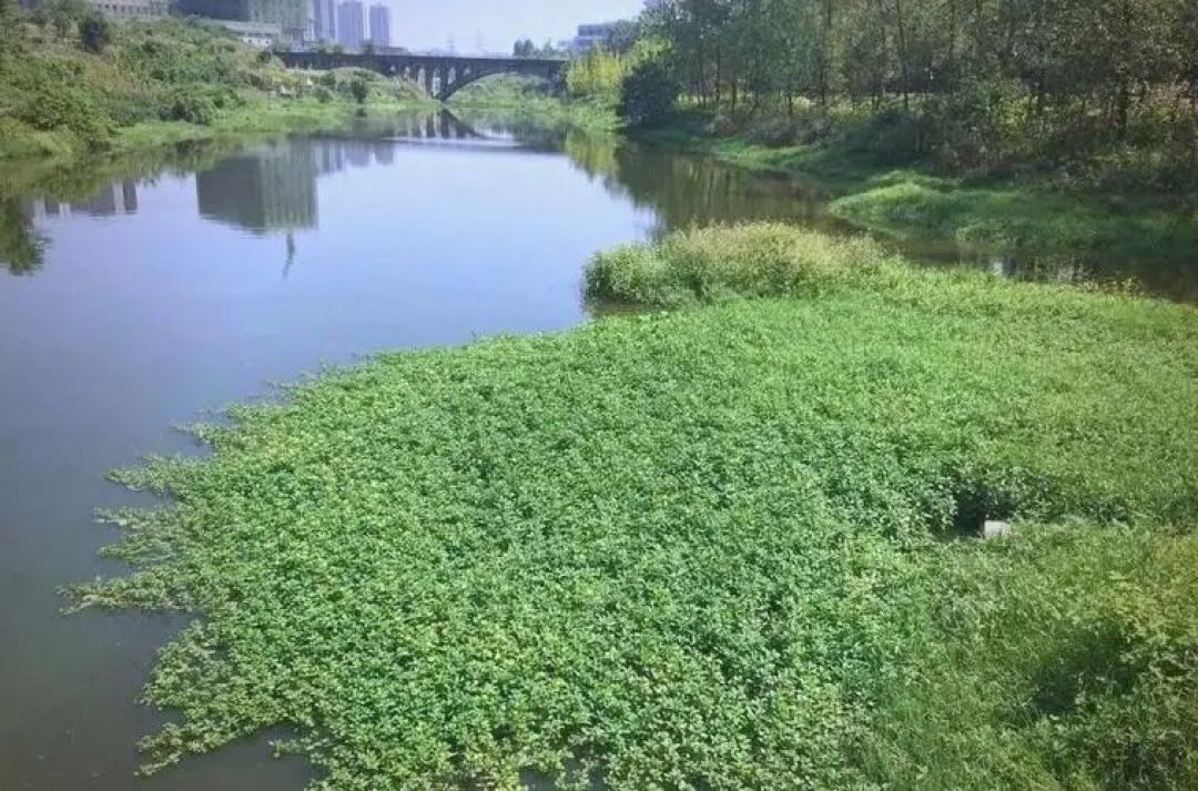 【野钓经验】春钓鲫鱼,看见这些水草不要错过,新手也可以连竿到手软!