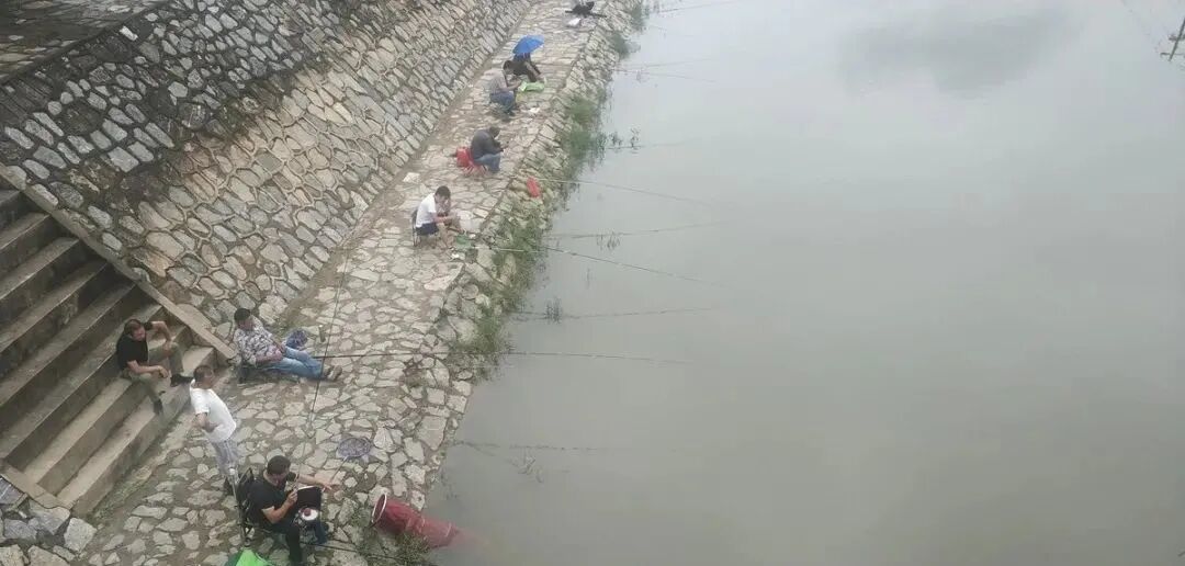 【野钓经验】春钓鲫鱼,看见这些水草不要错过,新手也可以连竿到手软!
