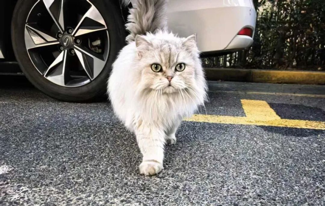 杭州领养日线上领养榜-猫猫20260228
