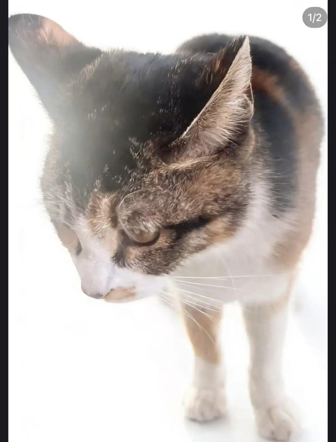 杭州领养日线上领养榜-猫猫20260228