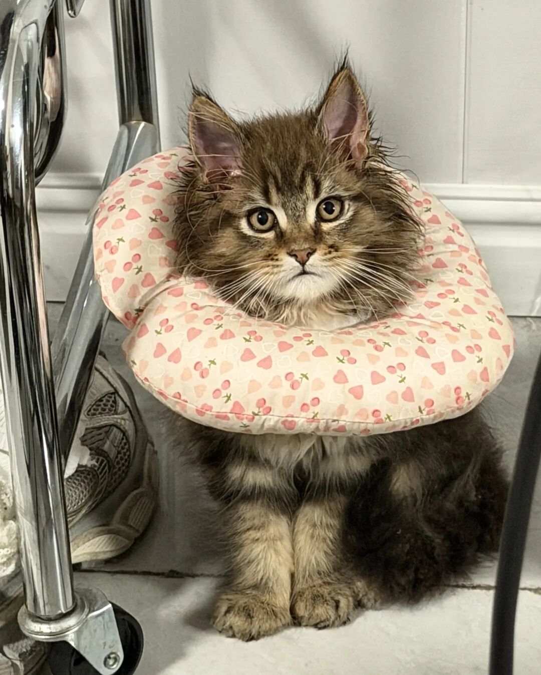 杭州领养日线上领养榜-猫猫20260228