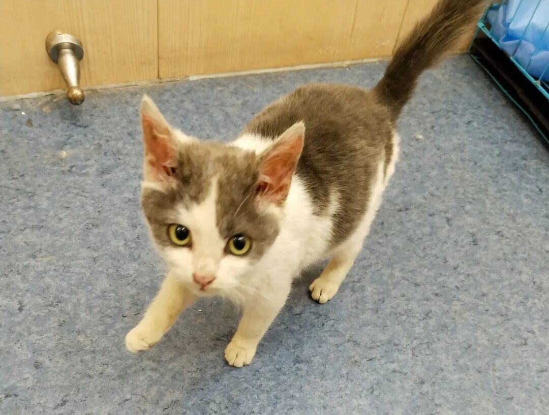 杭州领养日线上领养榜-猫猫20260228