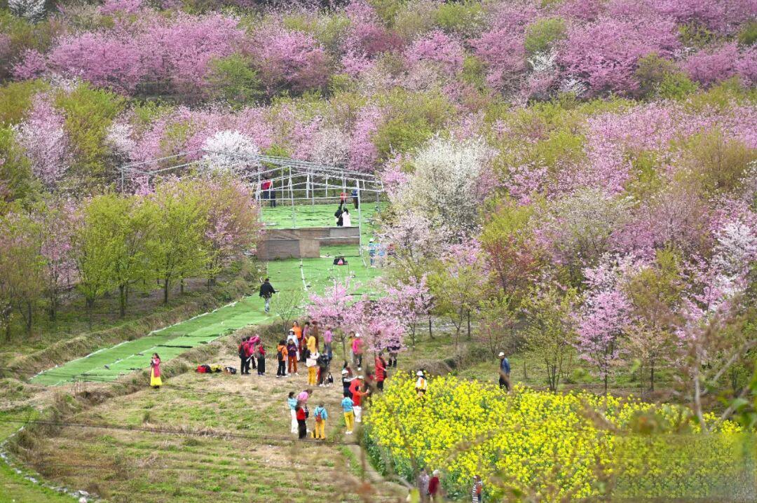 【花Young贵阳】贵阳这个村花开似海引客来!