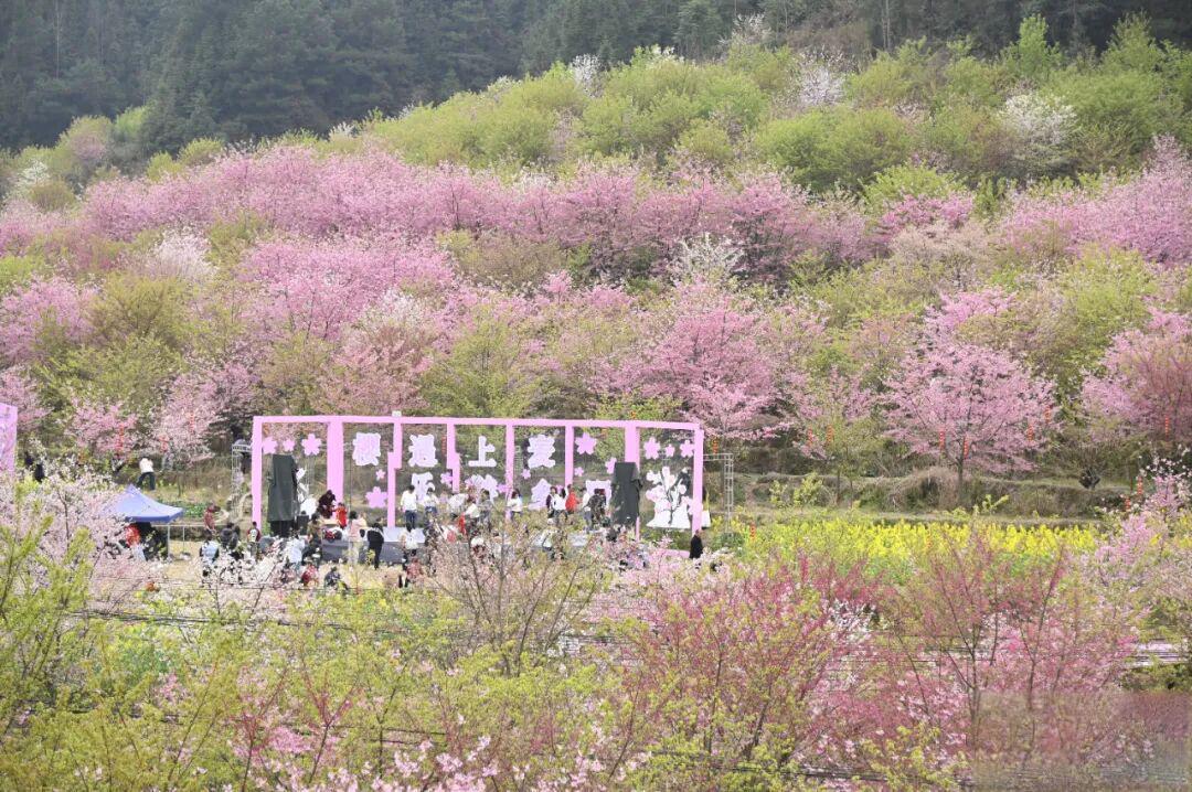 【花Young贵阳】贵阳这个村花开似海引客来!