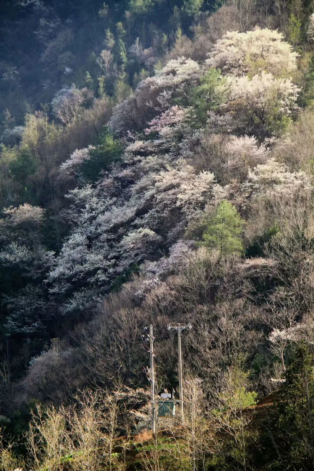 春日唤醒计划|逃离城市线,徒步蓥华山