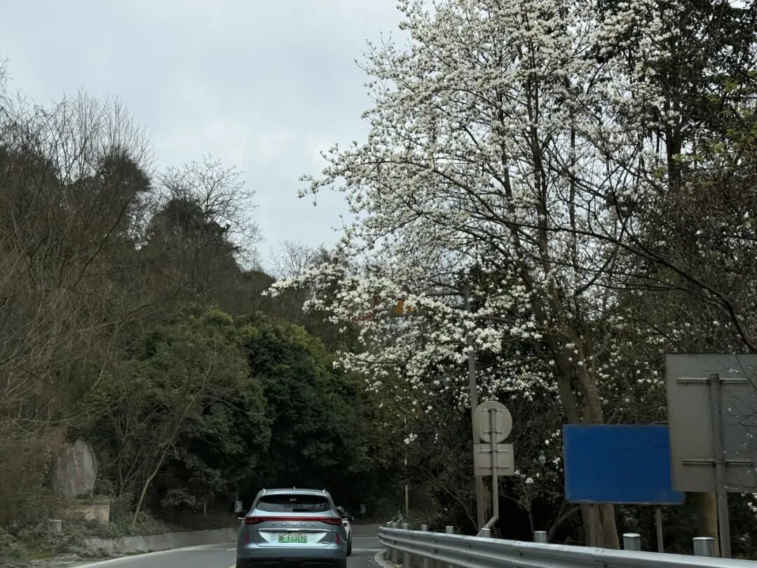 春日唤醒计划|逃离城市线,徒步蓥华山