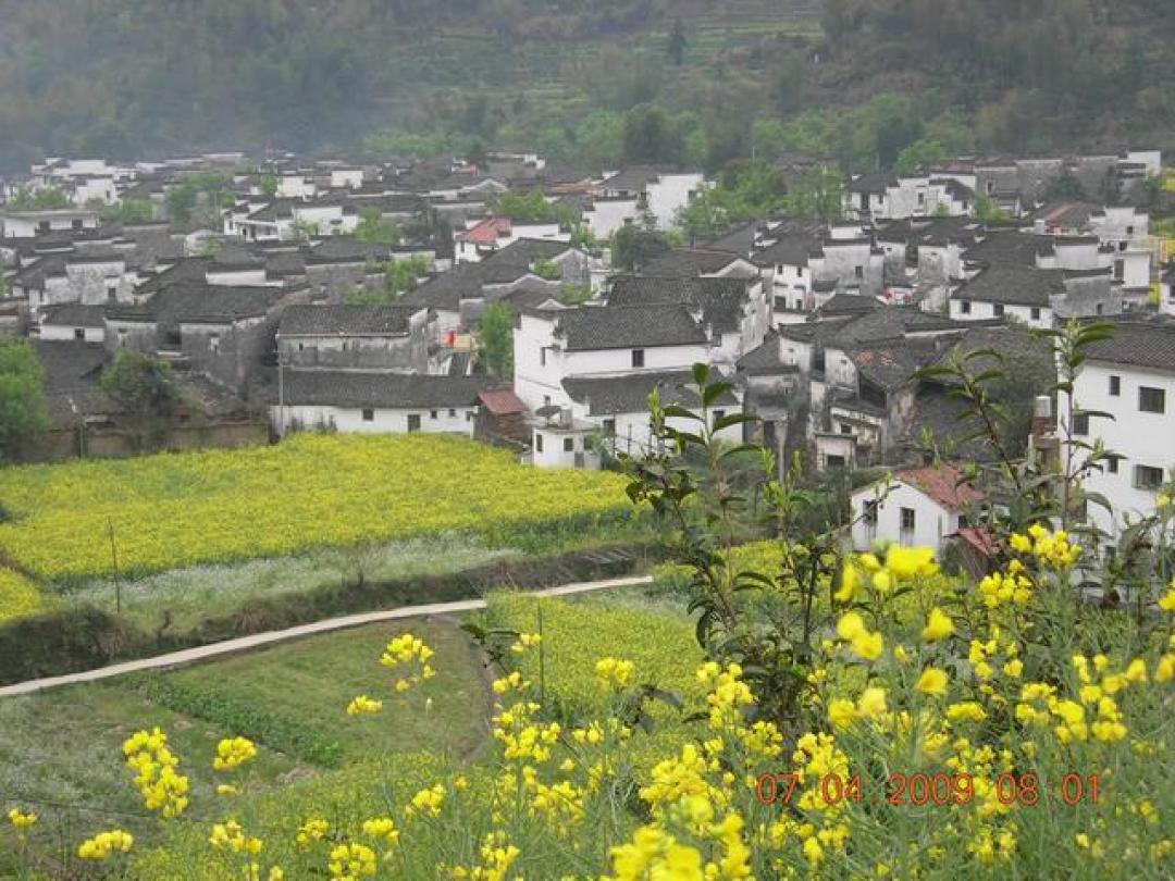7天徽州深度游:木坑竹海、宏村、江岭梯田,一路徽派水墨太治愈