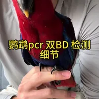鹦鹉病毒检测 双病毒 pcr扩增#鹦鹉生病 #折衷鹦鹉 #双病毒