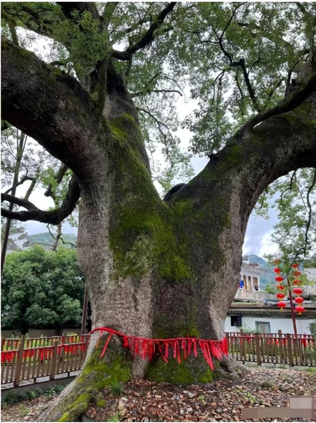 舟行碧波上，人在画中游，徽州最绝的水墨仙境——新安江山水画廊
