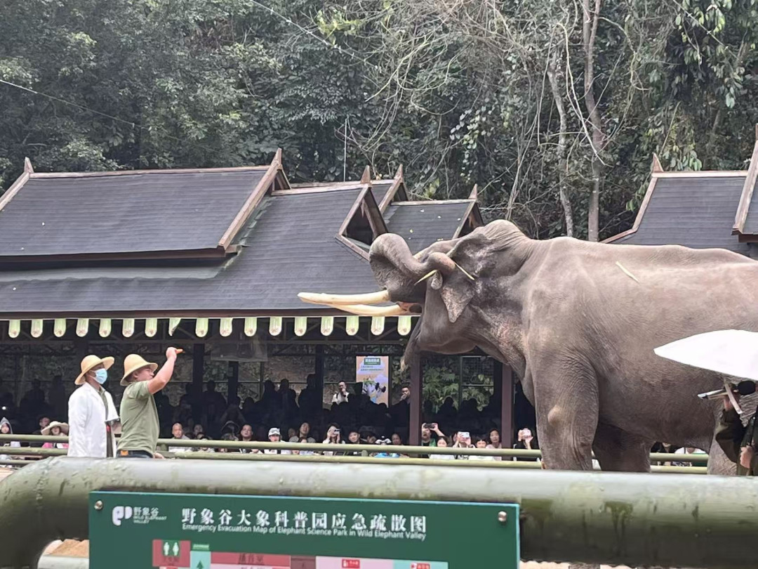 西双版纳-野象🐘谷