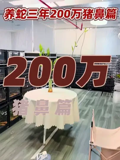 养蛇三年花200万打造的爬房 都踩了哪些坑？猪鼻篇#猪鼻蛇 #神奇动物 #爬宠 #宠物蛇 #创业vlog