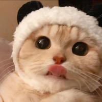 2026猫粮推荐：八大高口碑猫粮综合实力排名及科学选购指南