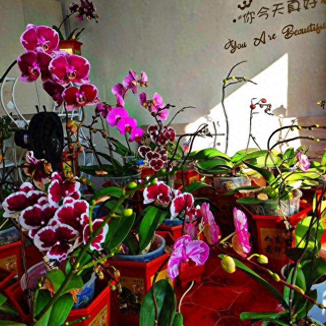 一男子疯狂研究蝴蝶兰十几年终于发现“热”才是蝴蝶兰的终极武器