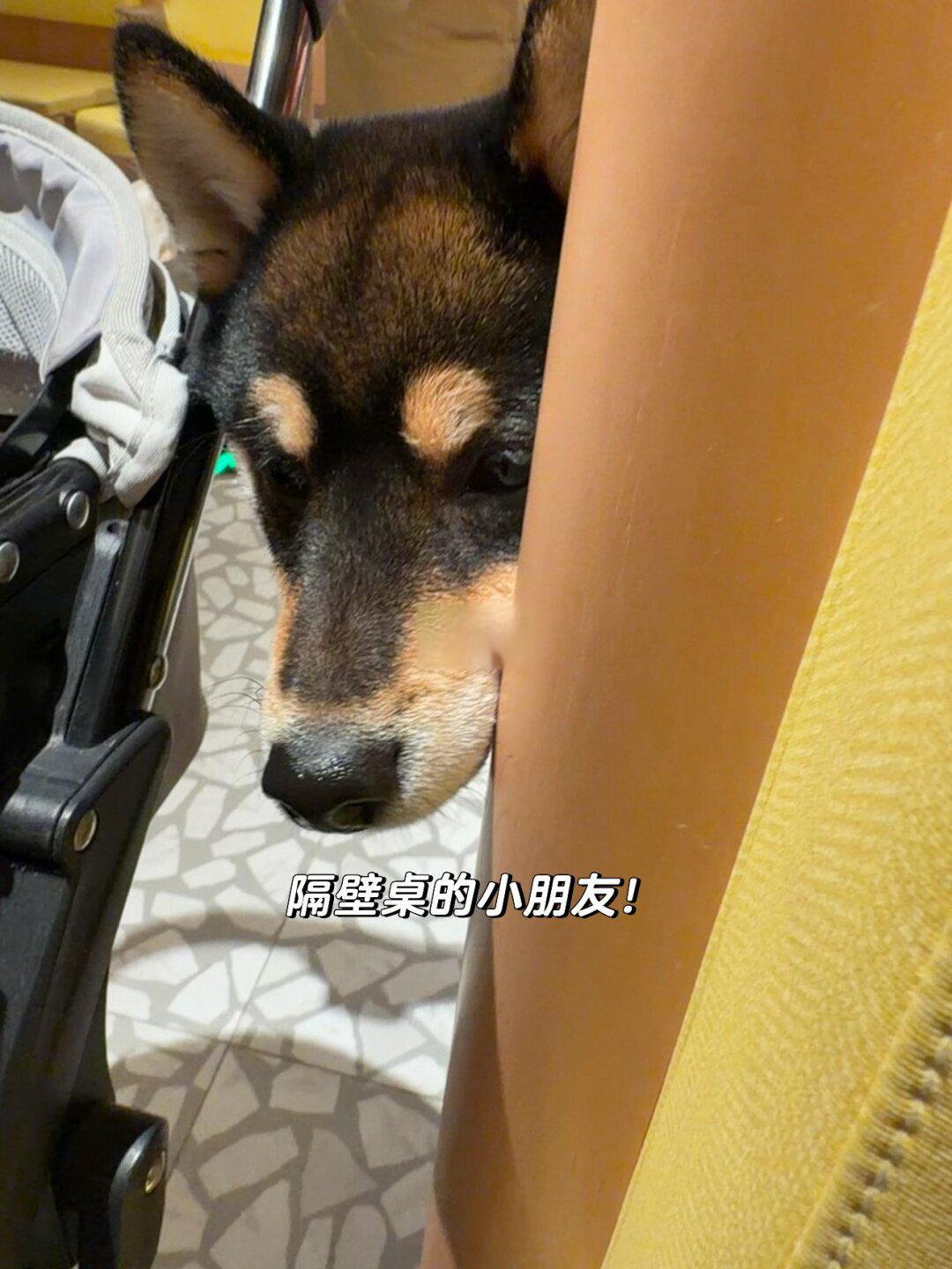 探访苏州宠物友好海底捞,带毛孩子吃饭全攻略