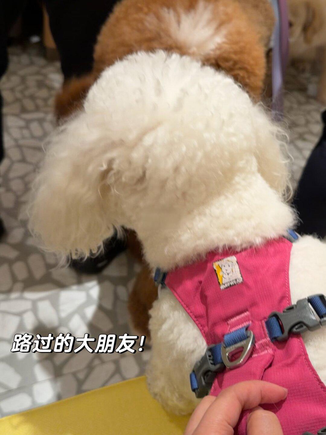 探访苏州宠物友好海底捞,带毛孩子吃饭全攻略