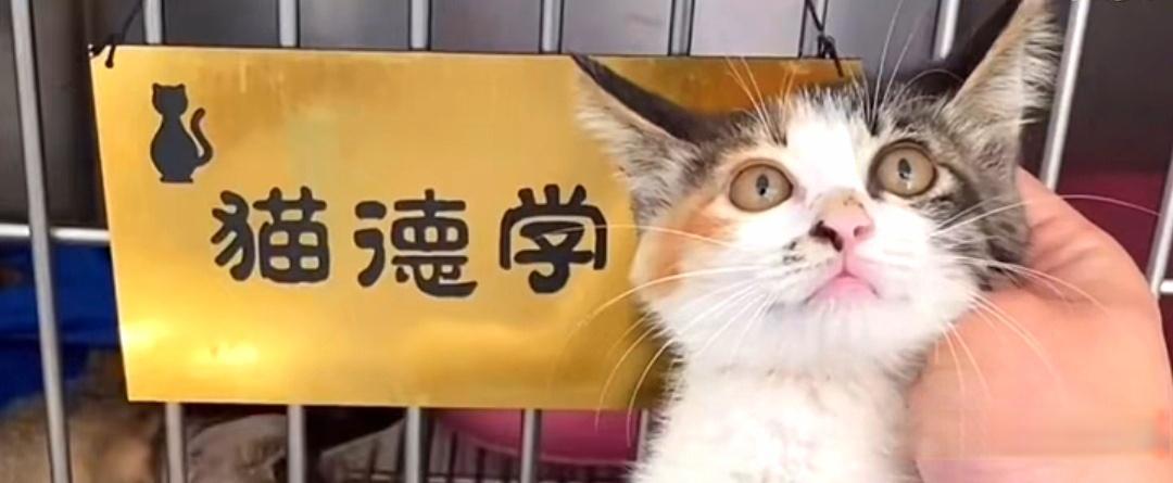 一只猫可以有多凶?