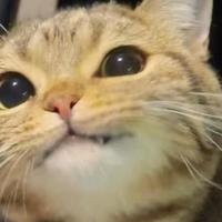 2026最新指南：猫咪拉稀怎么调理才靠谱