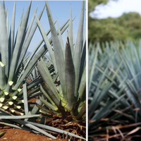 给咖啡加点甜——解锁龙舌兰咖啡的百变应用！