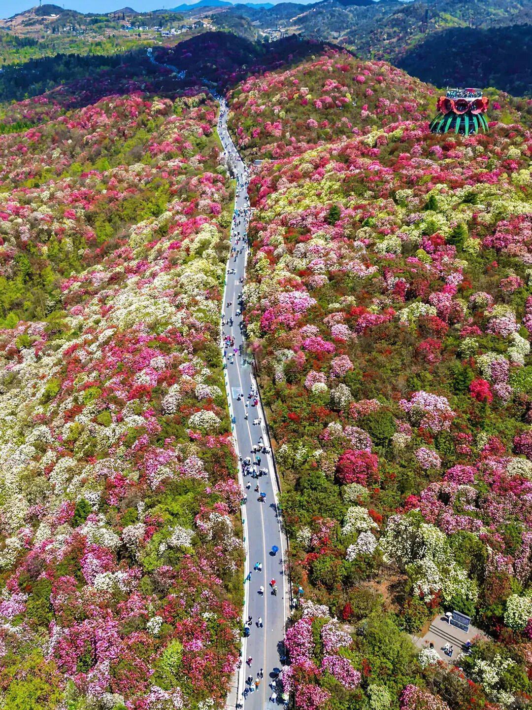 人生建议:3-4月一定要来贵州看百里杜鹃