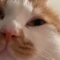 2026实用指南：猫咪拉稀怎么调理