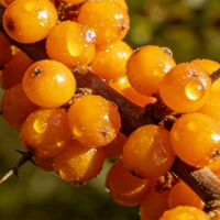 沙棘原浆哪个品牌效果好？看2026年十大排名，效果好坏一目了然