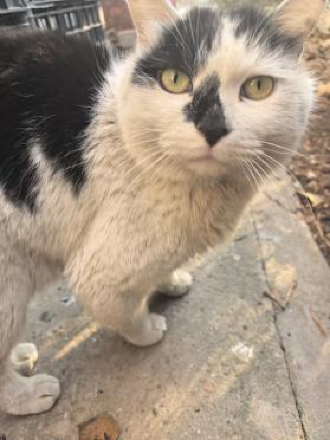 NKU八里台的猫 | 蛇年颁奖典礼
