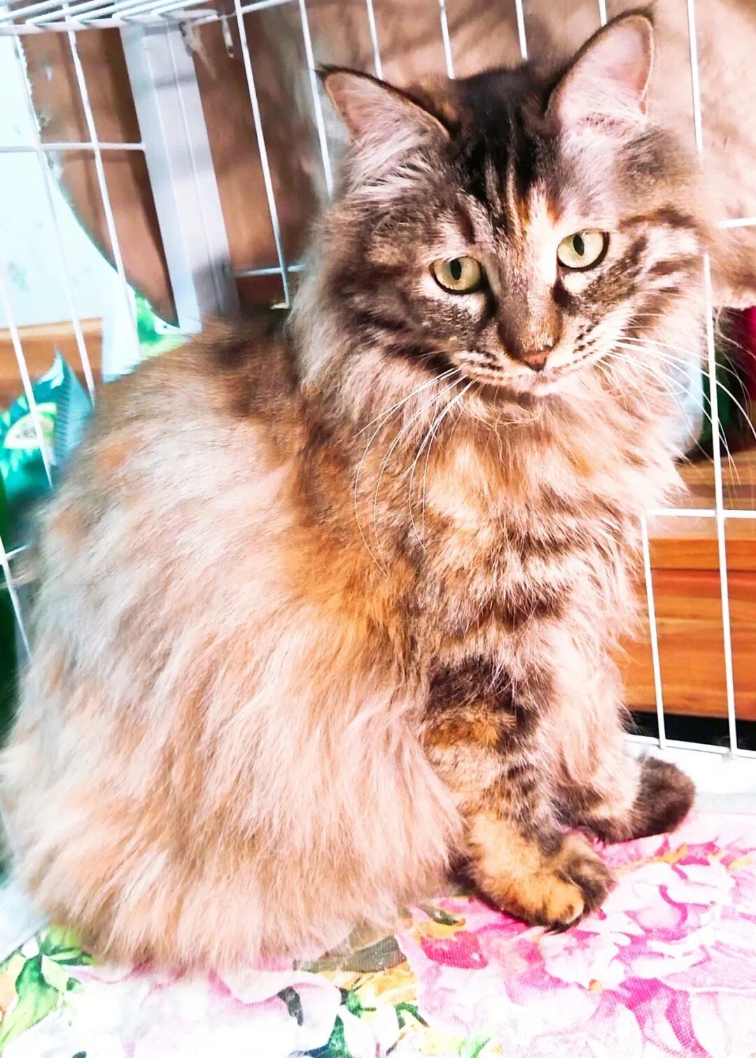 北京领养 | 茶茶与奶酪:从废墟到暖窝,两只猫咪在等待一个承诺