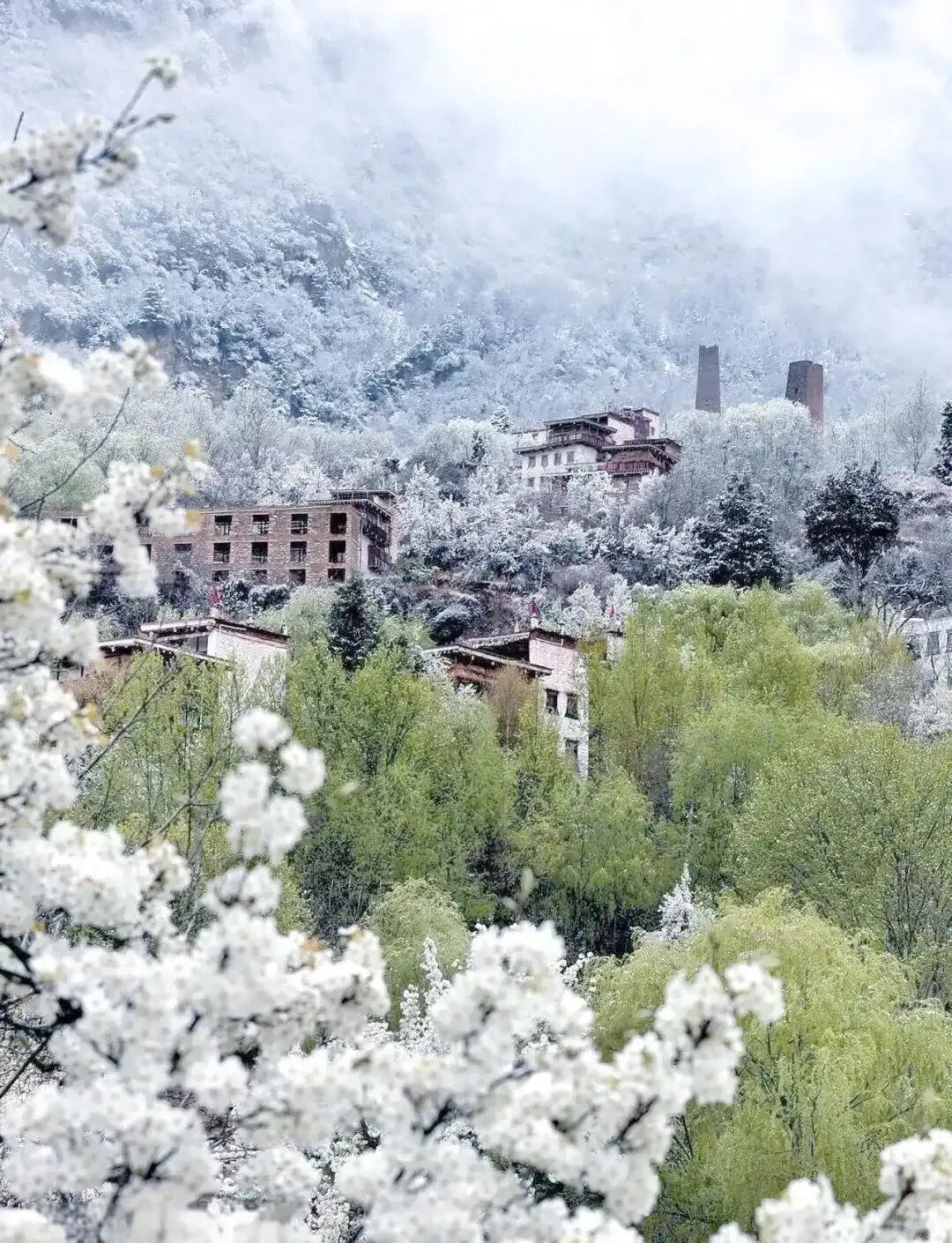 3.21-3.22丨不去这山,就去纳山:看川西雪山,赏金川梨花