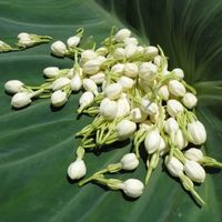 这杯花茶，喝上一口，就香得让人浑身舒畅？