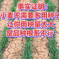 事实证明：小麦不需要多用种子，让你用种量太大，是品种根系不行