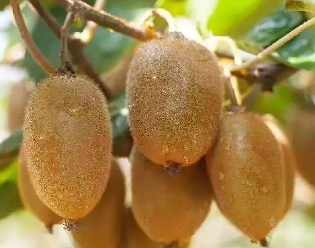 黄朝阳‖奇异果,是什么东东?