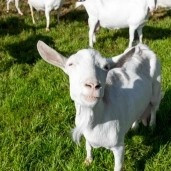 2026年盘点含HMO的奶粉有哪些？适配肠道敏感宝宝的优选清单推荐

