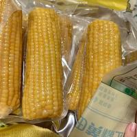 2025 新玉米🌽十月稻田黄糯玉米，糯到拉丝太上头！