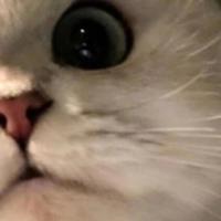 2026年性价比高的猫粮推荐榜单