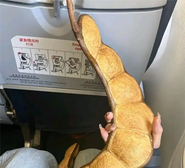 女子带1米长巨型豆荚坐飞机走红 商家回应968元一个： 天然孤品