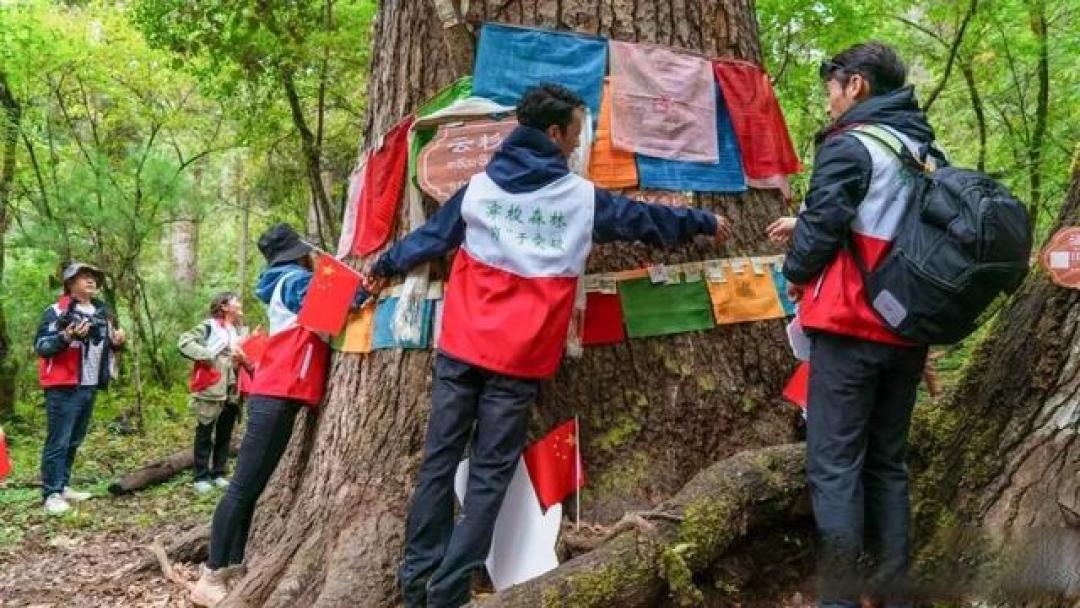 第十一篇 中4 西藏·林芝 — 岗云杉林:世界级原始森林,中国最美森林