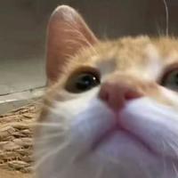 2026年性价比高的猫粮推荐选购指南