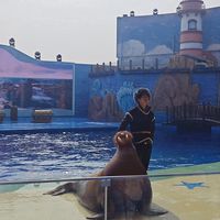 被青岛极地海洋乐园硬控了一天🐟