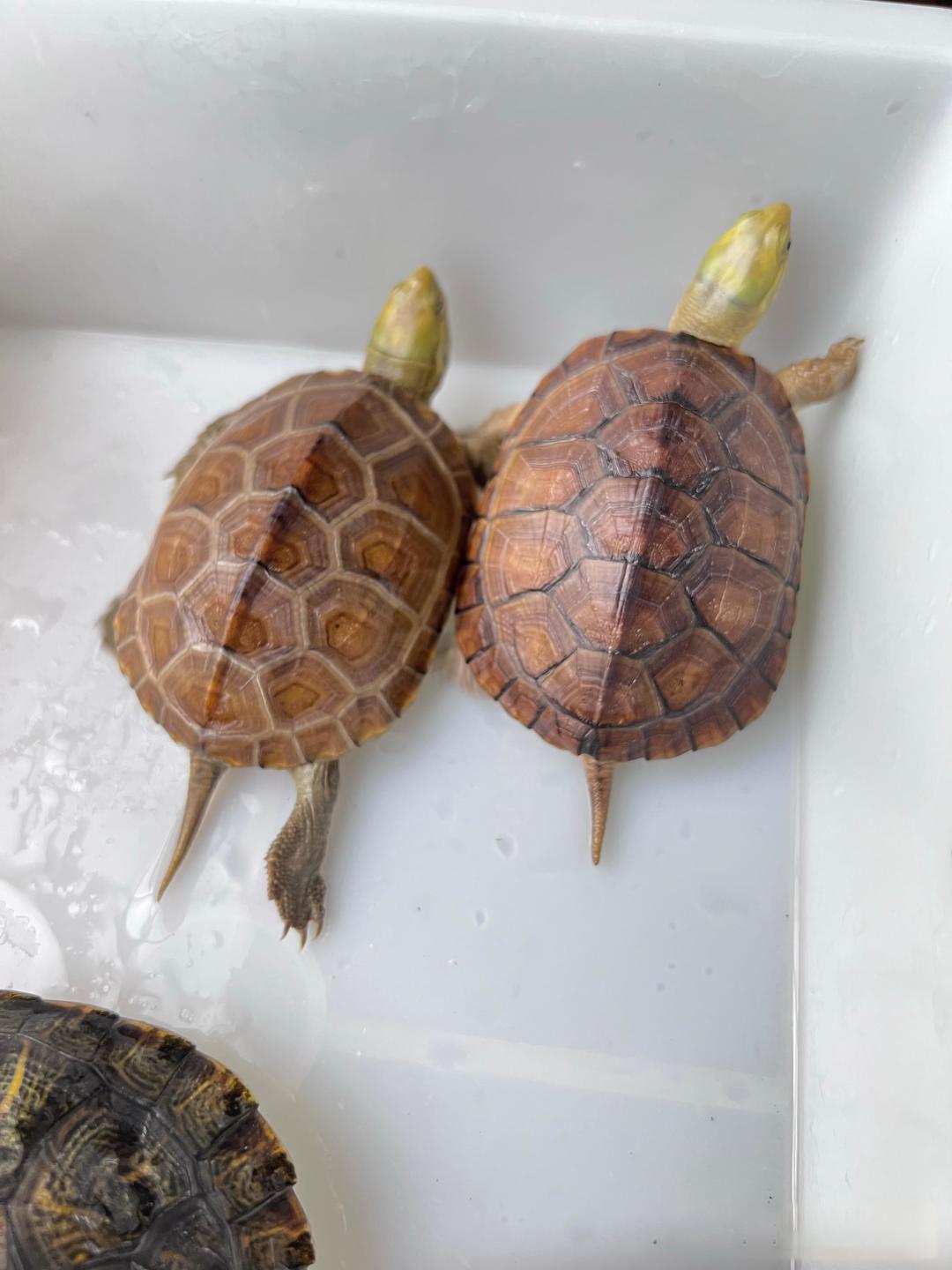 我养了无数个龟都嗝屁了,还都是那种全网说最好养的那几种,现在又想养,老铁们给个养龟指南行吗?