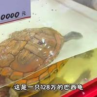 曾炒到3000万的神宠，一夜崩盘！资本终于玩砸了